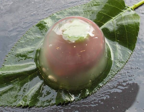 水まんじゅう